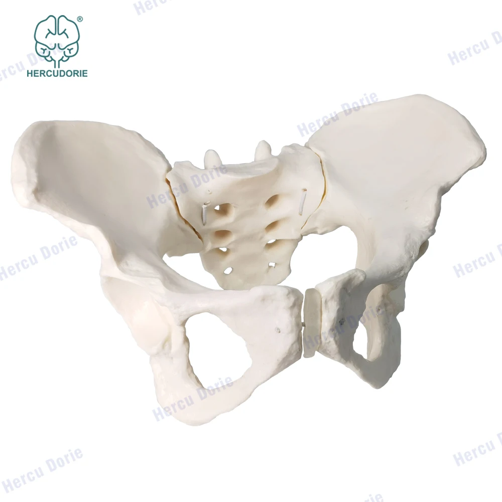 Modelo científico de pelvis femenina, móvil, enlace de cordón elástico, pelvis de tamaño real, características de Anatomía Humana, cadera, sacro y