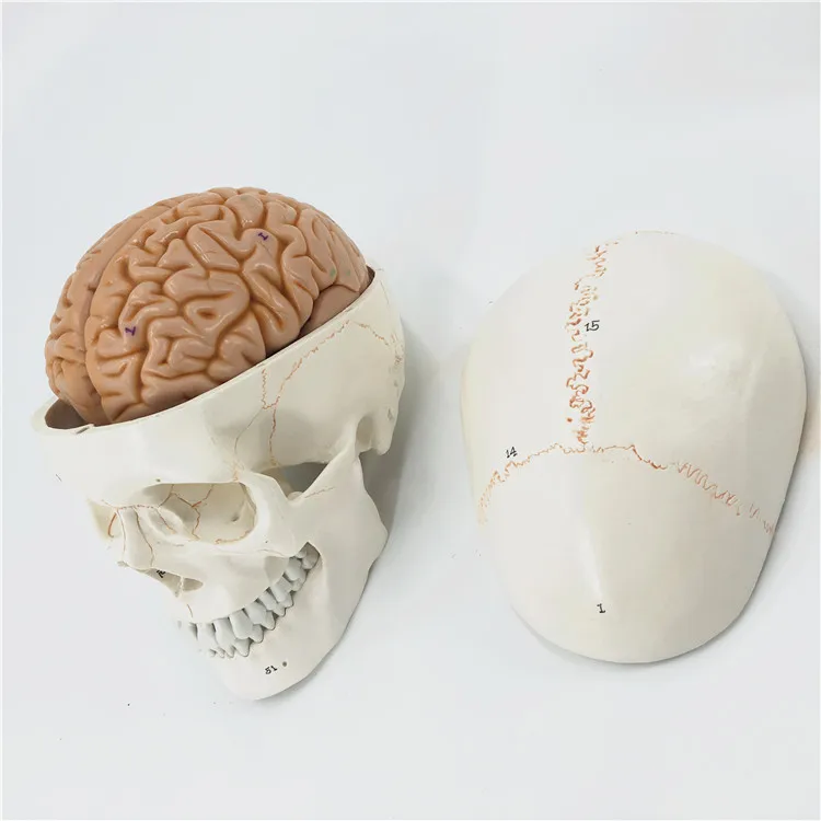 skull model brain neurology craniocerebral anatomy model with digital number mark education head model