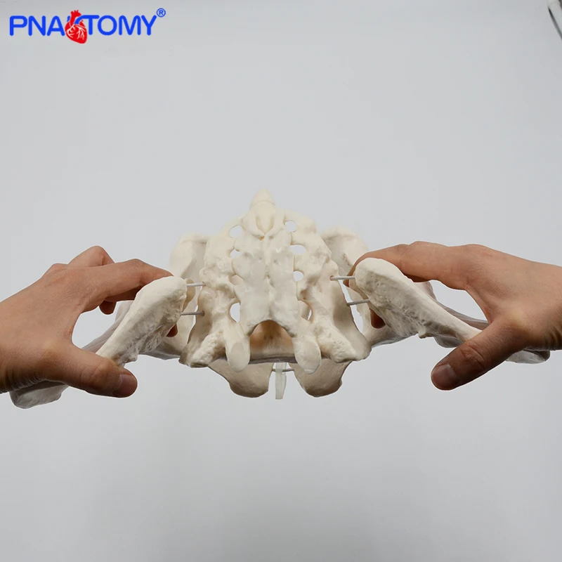 Modelo de Pelvis modelo de esqueleto humano espécimen cadera esqueleto anatomía herramienta médica escuela usada 1:1 Pubis esqueleto educativo