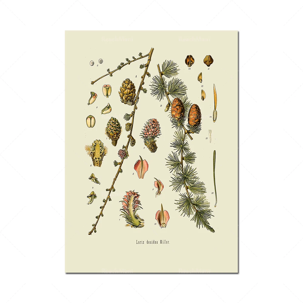 Fall Collection No. 3, Set of Four Pinecone Botanical Prints, Autumn Art, Fall Art, French Wall Art, Giclée Prints, Fall Decor,