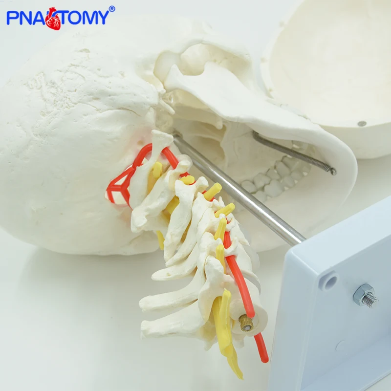 Manusia Anatomi Tengkorak Model Ukuran Hidup Kerangka Kepala Alat Peraga Medis Alat Anatomi Perlengkapan Mengajar Arteri dan Serviks Vertebra