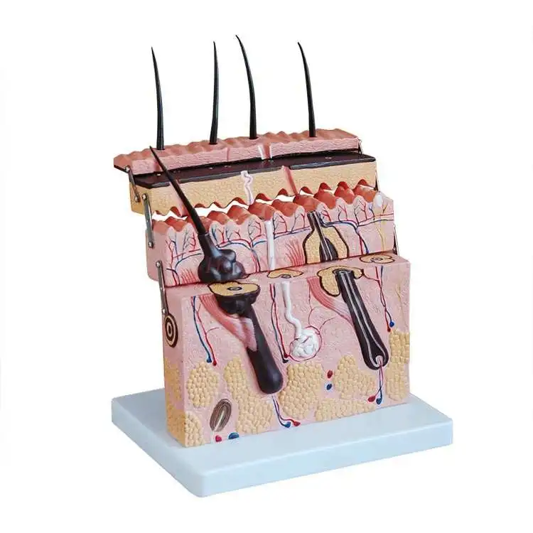 Skin model skin structure enlargement model hierarchy structure anatomy micro plastic surgery teaching aesthetic medicine