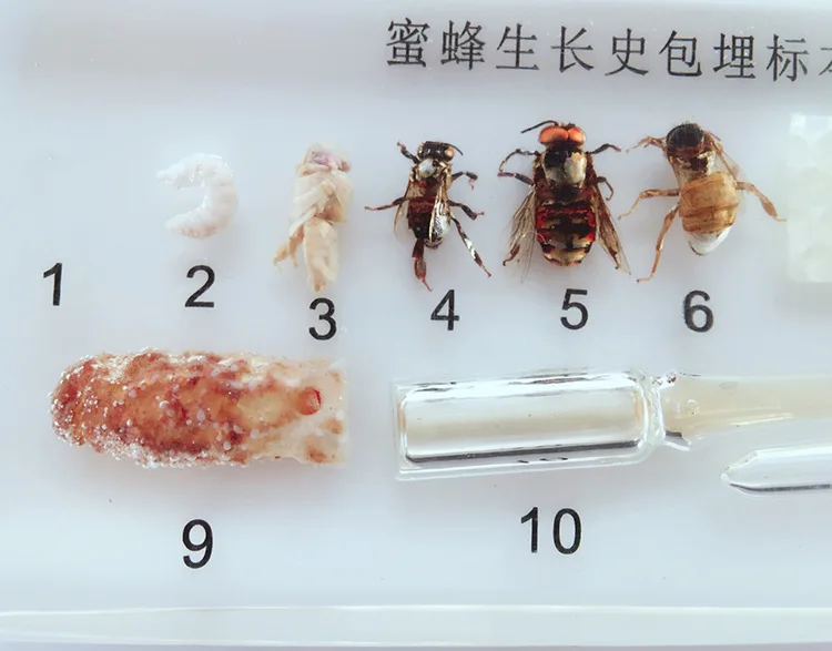 Honeybee Growth History Embedded Specimens Real Insect Development Process Specimen Biological Entomology Teaching Aids