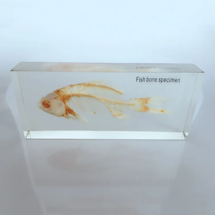 

Fish Skeleton Embedded Specimen Transparent Resin Real Fish Bones Animals Skeleton Specimen Model Biology Anatomy Teaching Aids