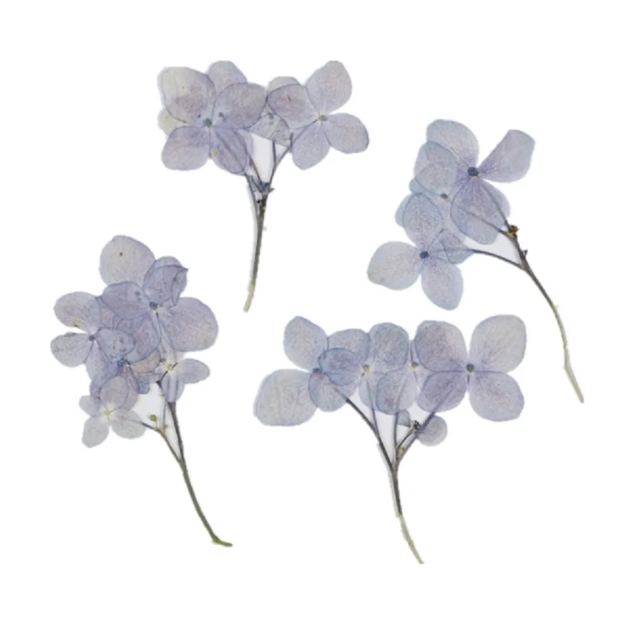 60pcs Pressed Dried Multi-start Hydrangea Flower Plant Herbarium For Jewelry Photo Frame Phone Case Bookmark Making DIY