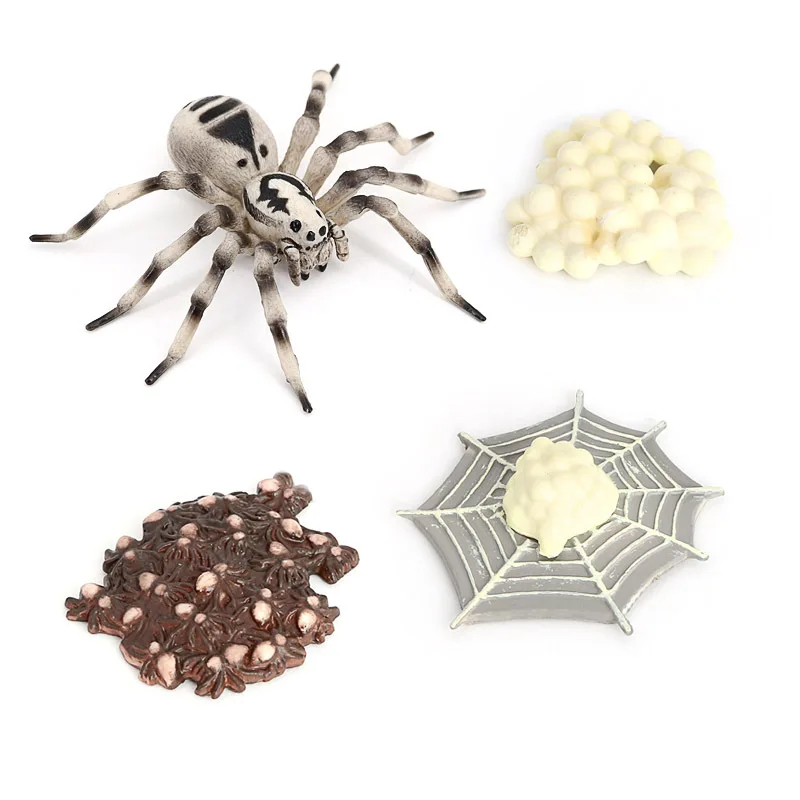 Montessori Toys Simulated Insect Model Children's Cognitive Science Teaching Toy Tarantula Spider Growth Cycle Series Swings