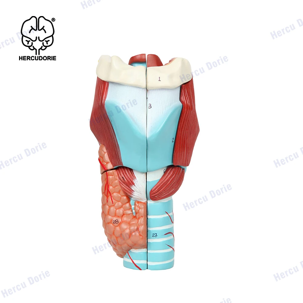 2X Enlarged Human Throat Model, Anatomically Accurate Throat Model Human Throat Anatomy for Science Classroom Study Display Teac