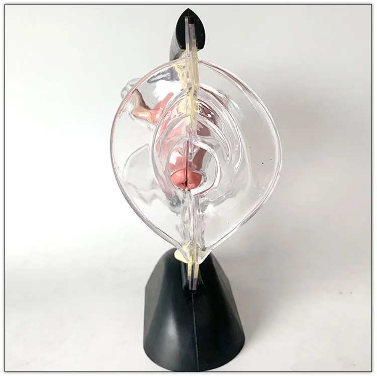 Human Transparent Uterus Reproductive System Anatomy Medical Teaching Model