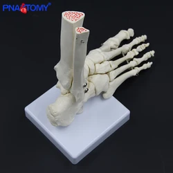 Joints and Bones of Foot Anatomy Human Foot and Ankle Model Medical Gift Skeleton Tibia and Fibula Bone 1:1 Anatomical Model