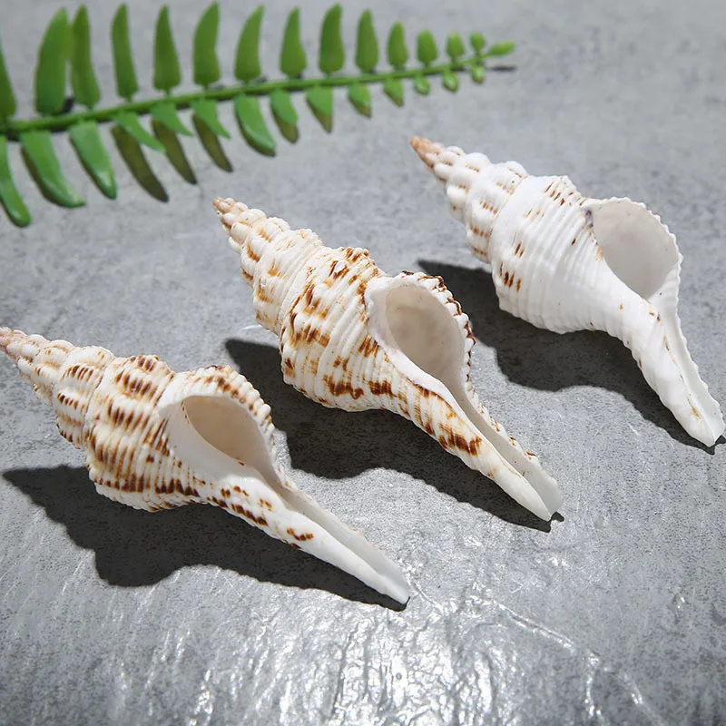 Natural shell conch for home decoration, set of 2 parts, 7-13cm, for window decoration, Mediterranean Ocean