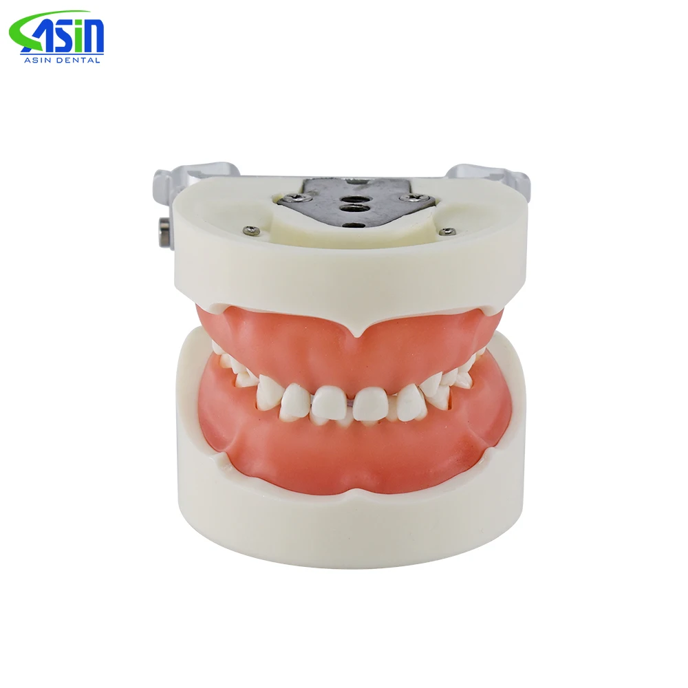 Child Teeth Model 24pcs with soft Gum /Dental Study teeth Model  Dental training Tooth model for Kids