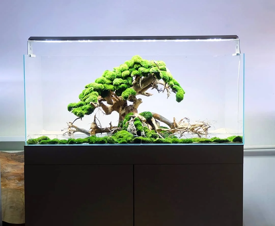 100% Handcraft Aquarium Bonsai Driftwood Moss Tree Bonsai Driftwood Aquarium мопани Tree Wood Ornament Natural Branches