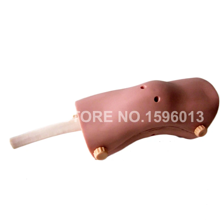 Knee Arthroscopy Training Model Vivid Knee Joint Anatomy Model