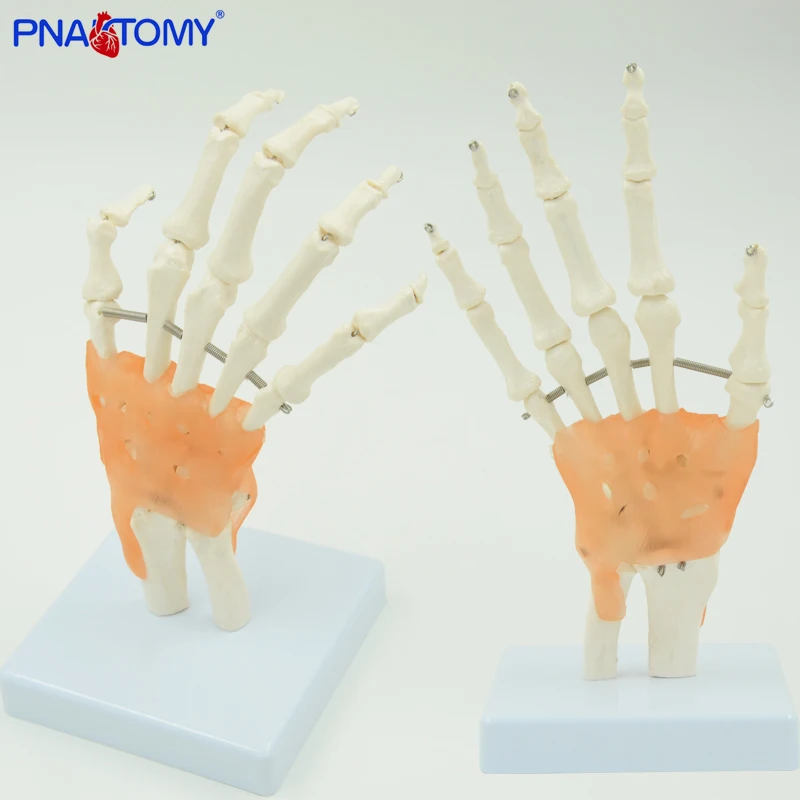 1:1 Life size Human Hand Joint Model Hand Skeleton Bone Model Wrist Vola Palms Medical Science Teaching Supplies Educational use