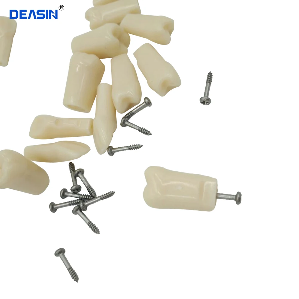 Teeth Model Dental phantom head model Silicone Mask with 28/32 Pieces teeth Fixed Teeth model