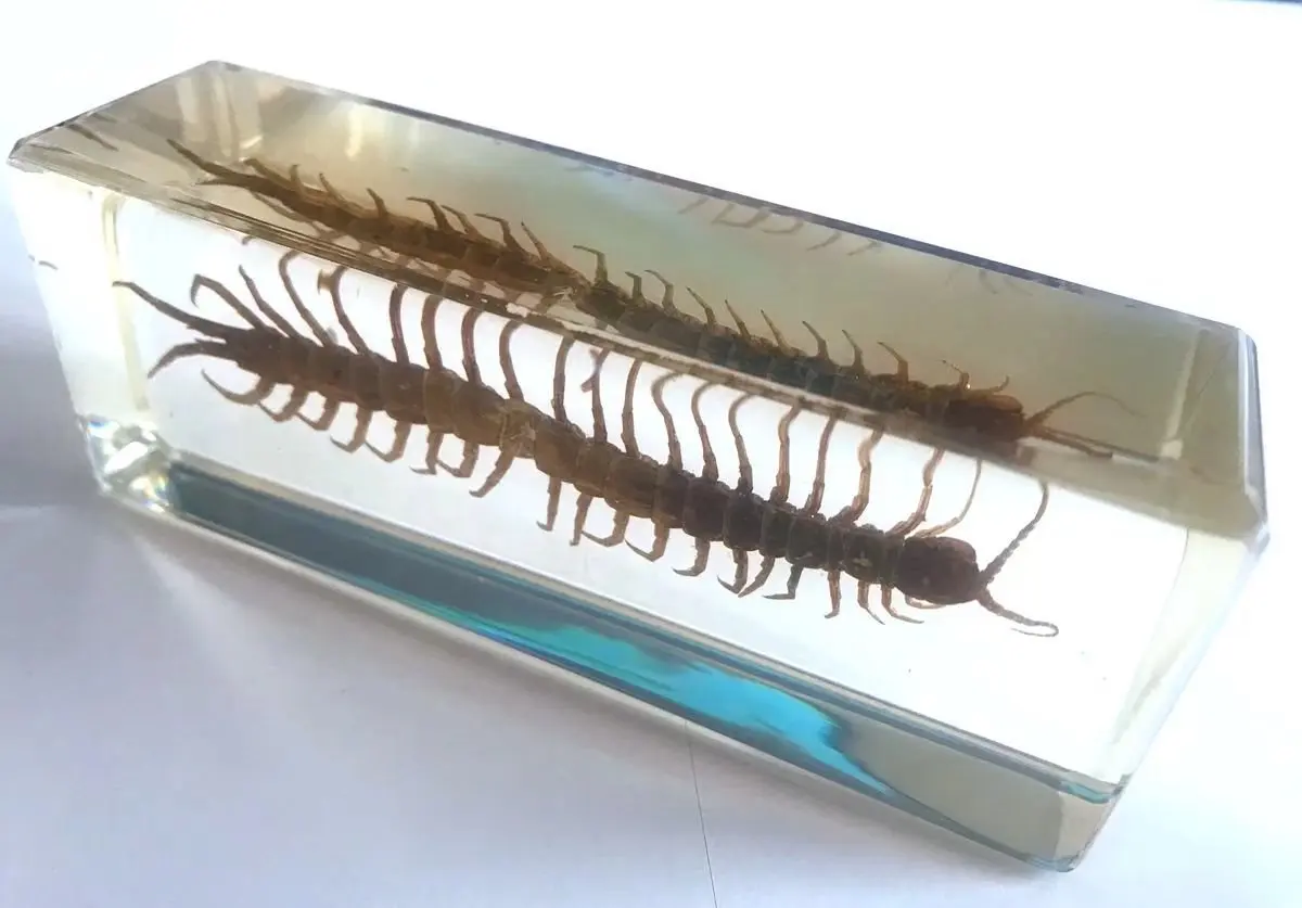 Vintage centipede insect Specimen Block big size Paperweight Decor Oddity