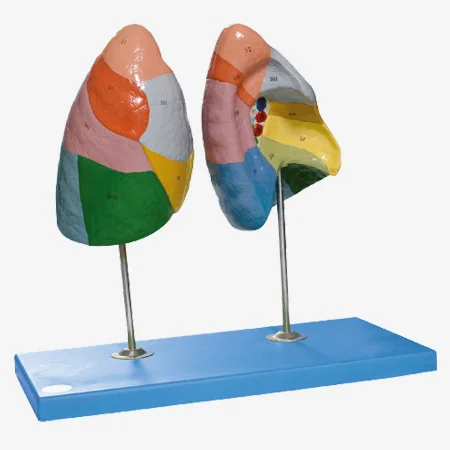 

Pulmonary segments Model, Lung model,Lung segments model