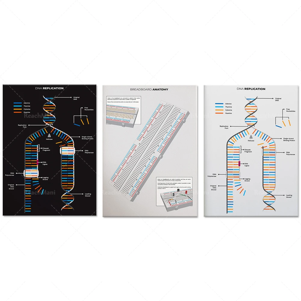 Dna Replication Che…