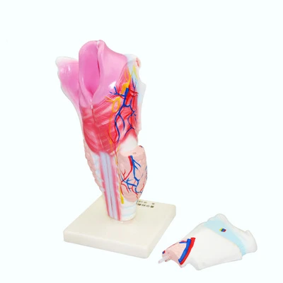 

Human larynx anatomical model medical special biological teaching science and education equipment school training science and ed