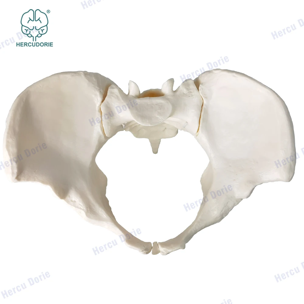 Scientific female pelvis model, Movable,Elastic cord link, Life size pelvis, Human anatomy features hip, Sacrum and tailbone