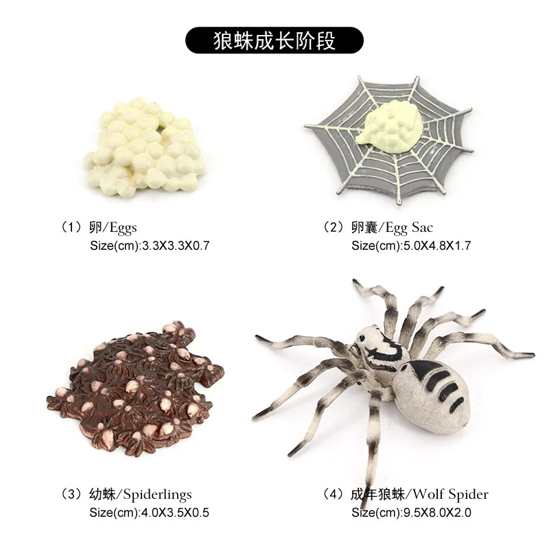 Montessori Toys Simulated Insect Model Children's Cognitive Science Teaching Toy Tarantula Spider Growth Cycle Series Swings