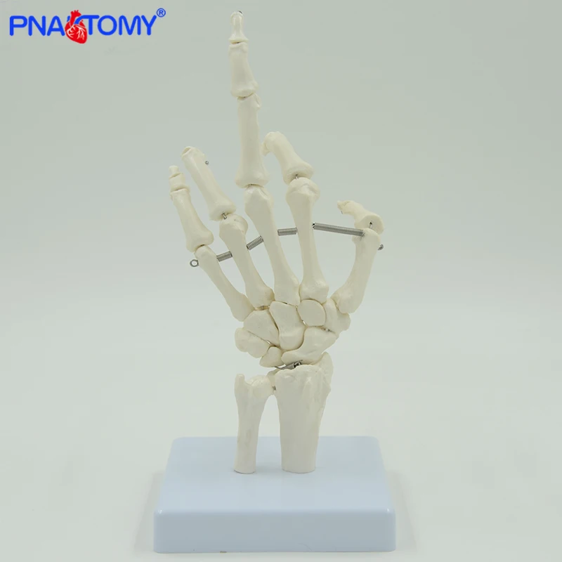 Pnatomy vida tamanho flexível mão comum modelo mão osso anatômico modelo dedo osso metacarpal esqueleto ferramenta de ensino médico