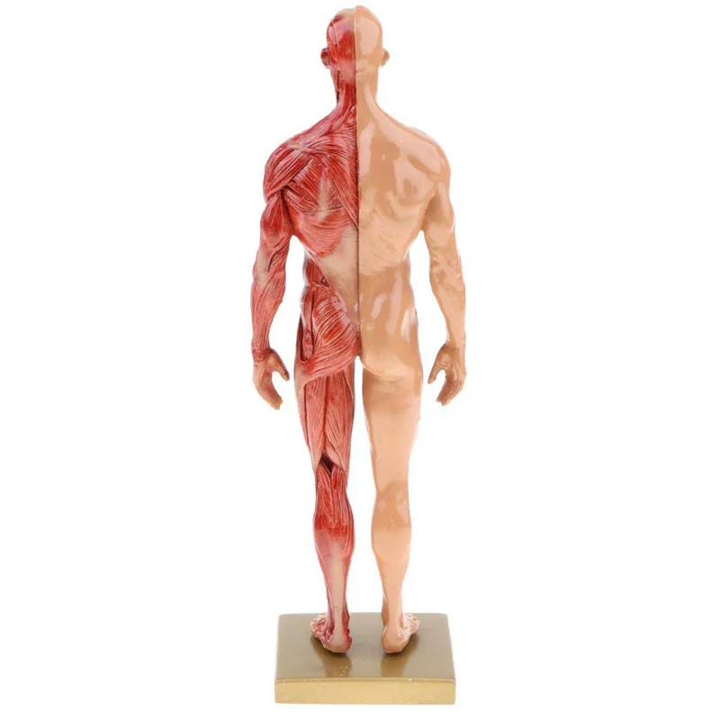 30cm Resin Human Body Muscle Statue Sculpture Anatomy Skeleton Model Medical Artist Drawing Tools Supplies