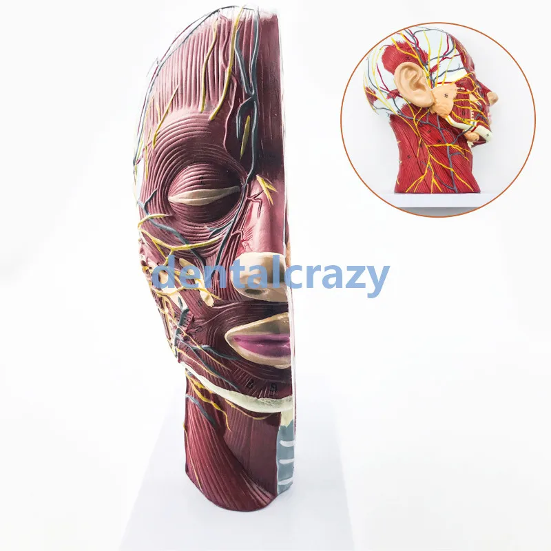 Practice head model Head Neck Superficial Nerve Vascular Muscle Model School Teaching demonstration model