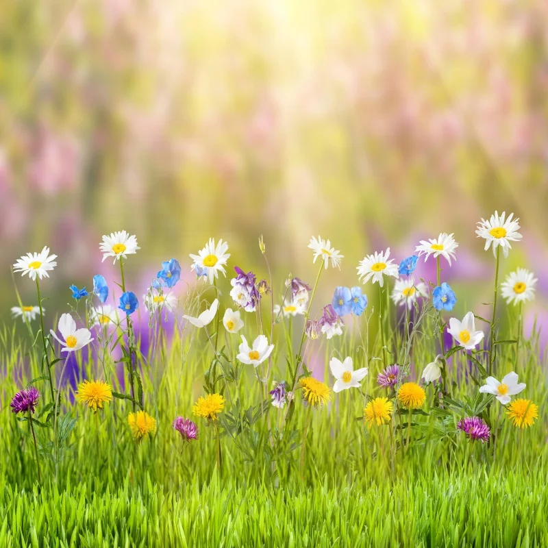 

Laeacco Green Spring Flower Floret Grass Shine Wallpaper Scenic Photographic Backgrounds Photography Backdrops For Photo Studio