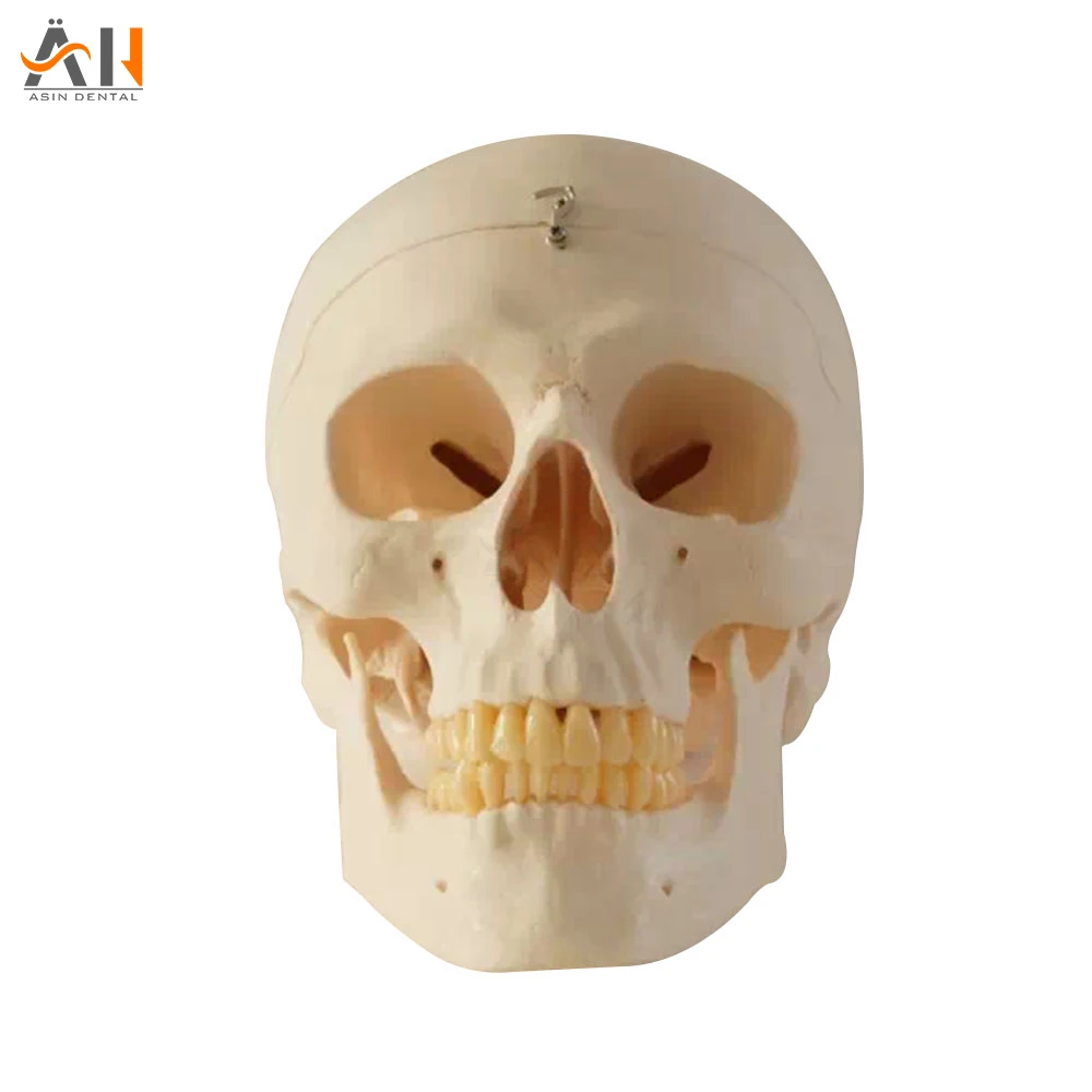 

Real size Human anatomy of the skull model assembly of skull model human skeletal anatomy teaching tool