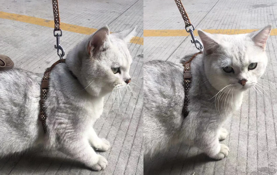 고양이 개 목걸이 하네스 목줄, 조절 가능한 나일론 애완 동물 견인 고양이 새끼 고양이 고삐 칼라 고양이 제품 반사 애완 동물 하네스 벨트