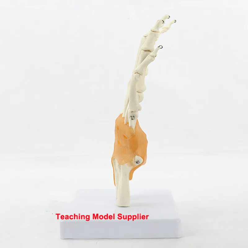 Flexible Human Hand Joint Bone Model Wrist Ligament Palm Bone Skeleton  Medical Anatomical Model  Toy