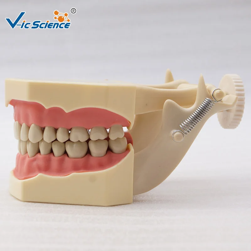 New High imitation Dental Model with DP Plastic Articulator