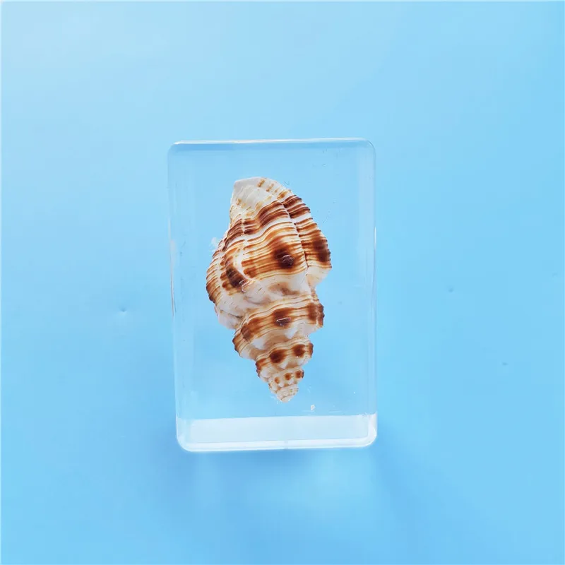 

Resin handicraft ornaments ornaments natural conch specimen ornaments