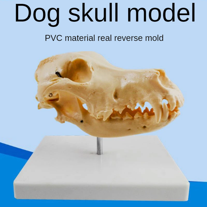 Dog skeleton model simulates dog skull, teeth and animal skeleton. Real inverted model pet doctor's knee joint function