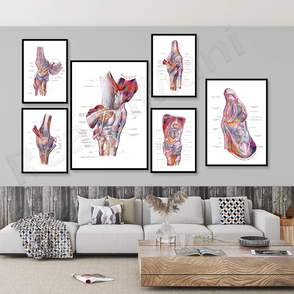 

Anatomy poster knee print anatomical tendons and ligaments podiatrist structure surgery gift anatomical medicine decoration art