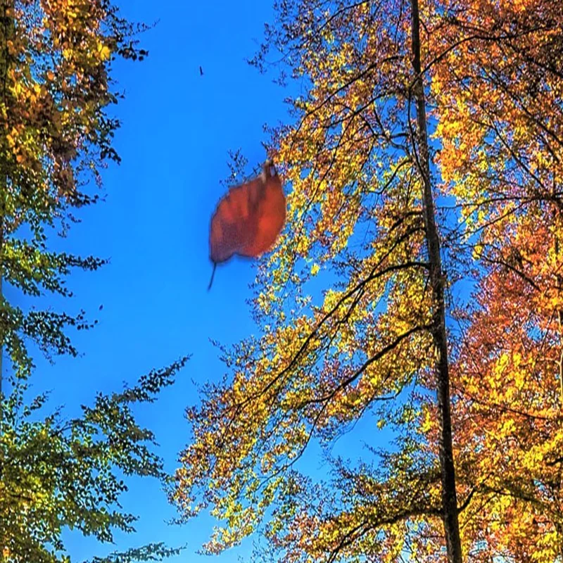 Custom 3D ภาพจิตรกรรมฝาผนัง Maple Forest Fallen Leaves วอลล์เปเปอร์สําหรับผนังตกแต่งห้องนั่งเล่นสติ๊กเกอร์ติดผนังพื้นหลังกระดาษไม่ทอ