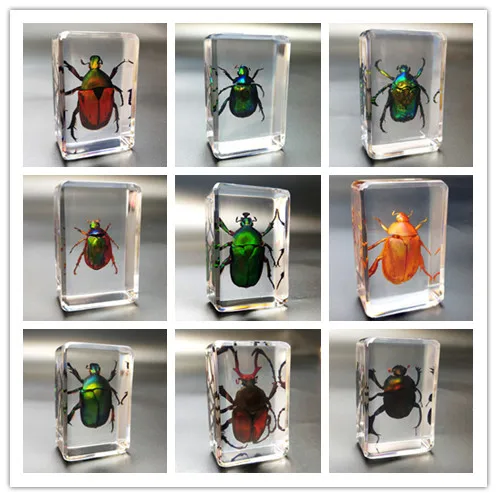 New Creative Beetle Specimen Transparent Block with Real Insect Scarab Bee Spade Spider Embedded Inside Teaching Tool Gift Decro