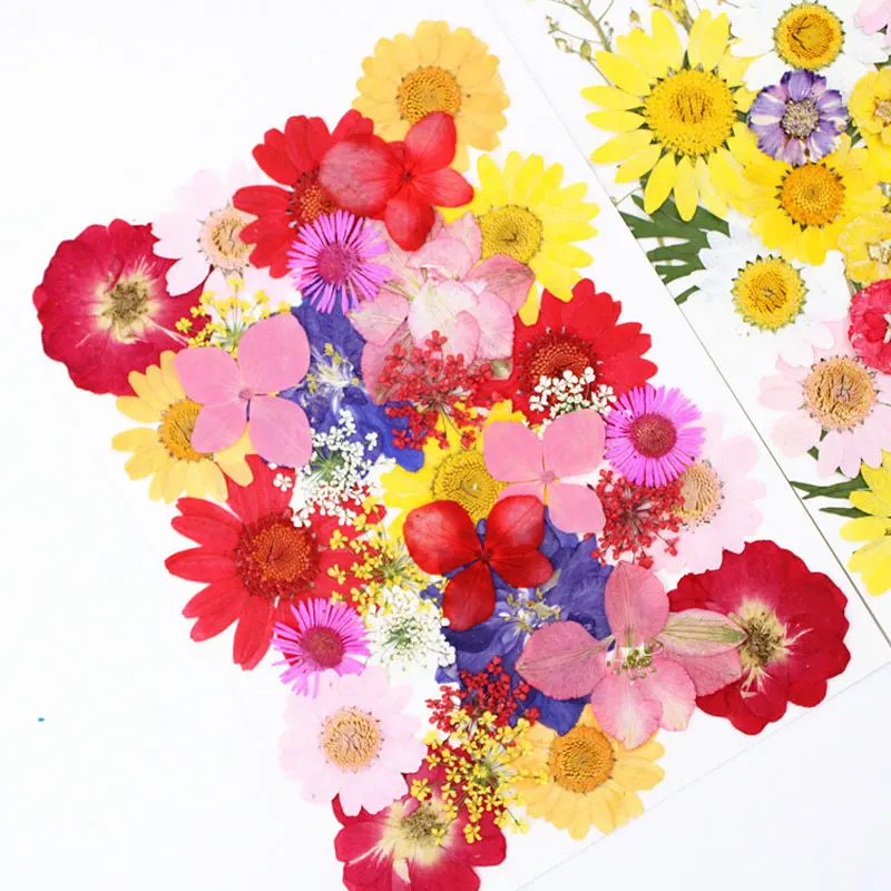 

Mixed Arrangements Pressed Flower Art for Children, DIY Card, Free Shipping, 5 Bags