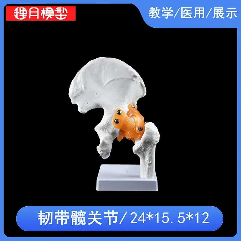 Hand Foot Knee Shoulder Joint Model Ligament Human Anatomy Skeleton Teaching Practice Medical Function Display  Orthopedics