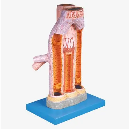 Anatomical Model of Magnified Artery and Vein Model