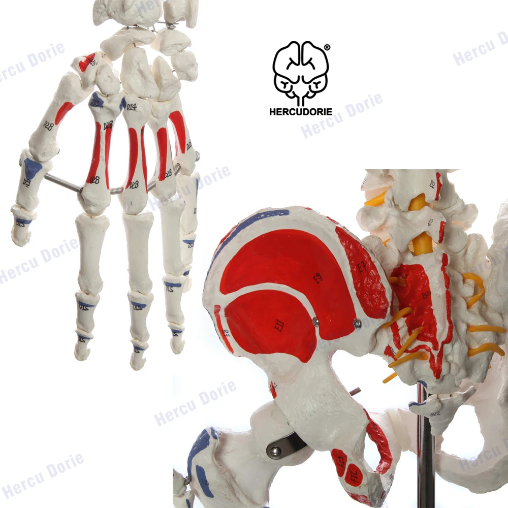 Life-Size Anatomical Human Skeleton Model, Muscular Painted, Numbered, 170cm, w/Nerves, Stand Included
