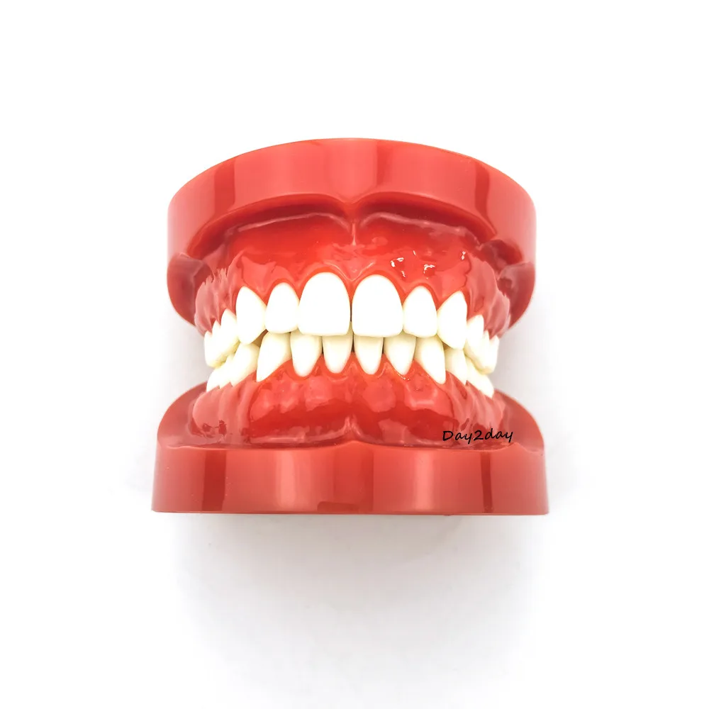 Adult Standard Typodont Demonstration Teeth Model #7004 #7008 Dental Study Teach Model