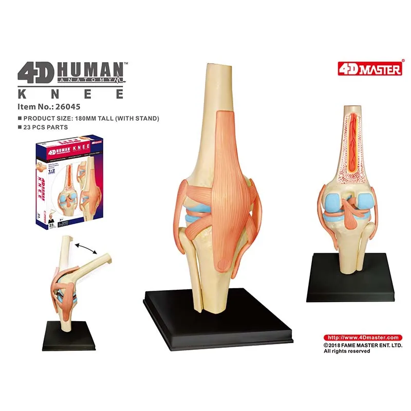 인체 무릎 관절 해부학 모델, 4D 마스터 조립 장난감, 교육 해부학 모델, DIY 인기 과학 도구, 직송