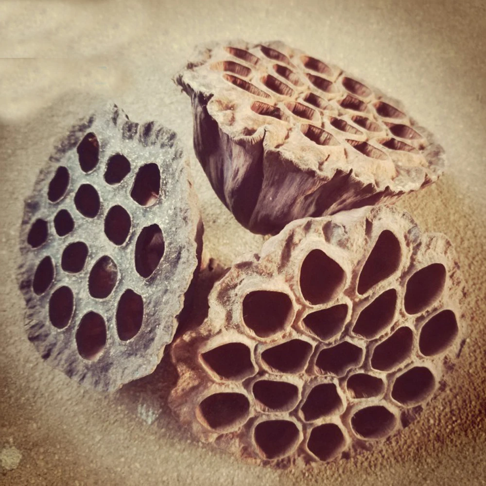 30pcs natural dired lotus seedpod&seedpod of the lotus