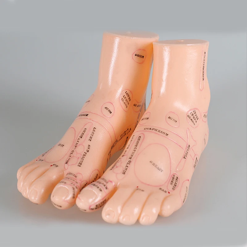 1Pair Foot Reflex Zone Massage Model Not Acupuncture Model English Code TCM Feet Reflexology Foot Massage Trainer