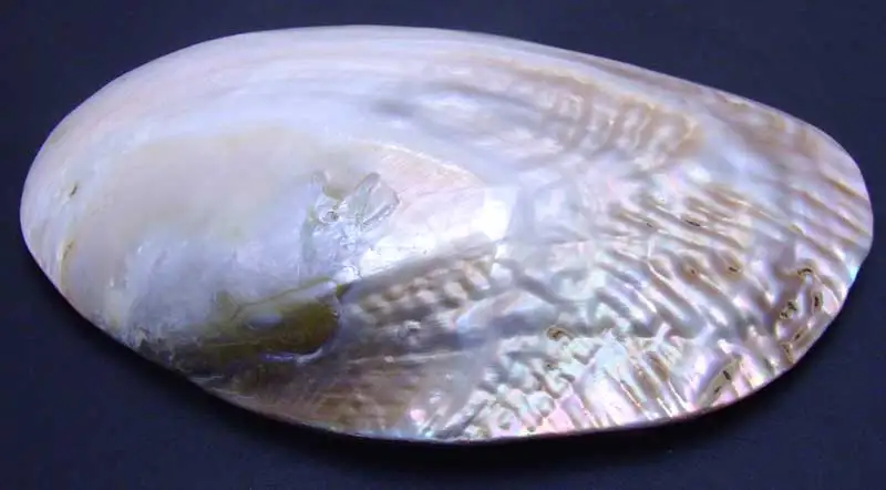 Qingmos 11*15CM Oval Natural Pink CLAM Oyster for collect with Natural Pearl inside Hand Burnish Pearl Shell Smooth pen225