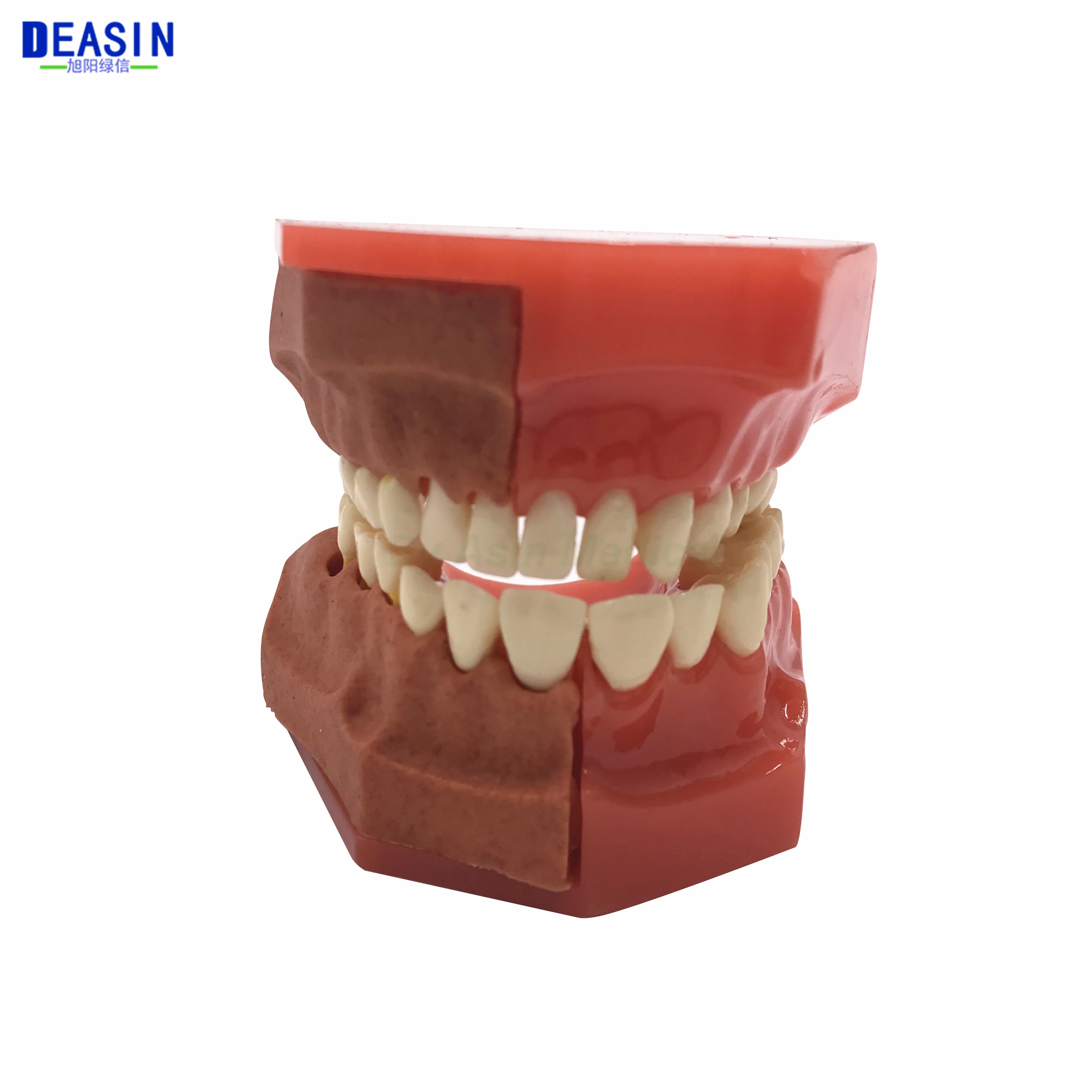 New Arrival Dental Tooth Teeth Anatomical Anatomy Model Children kid's Dental Model