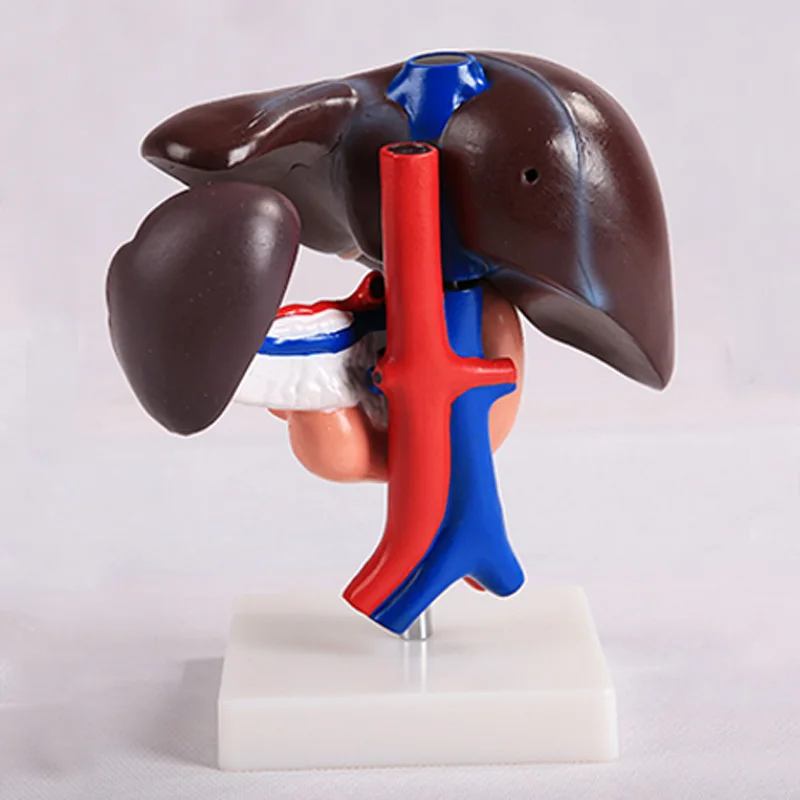 

Liver Duodenum Pancreas Model Pancreas Spleen Gallbladder Human Body Anatomy Medical Model BIX-A1053