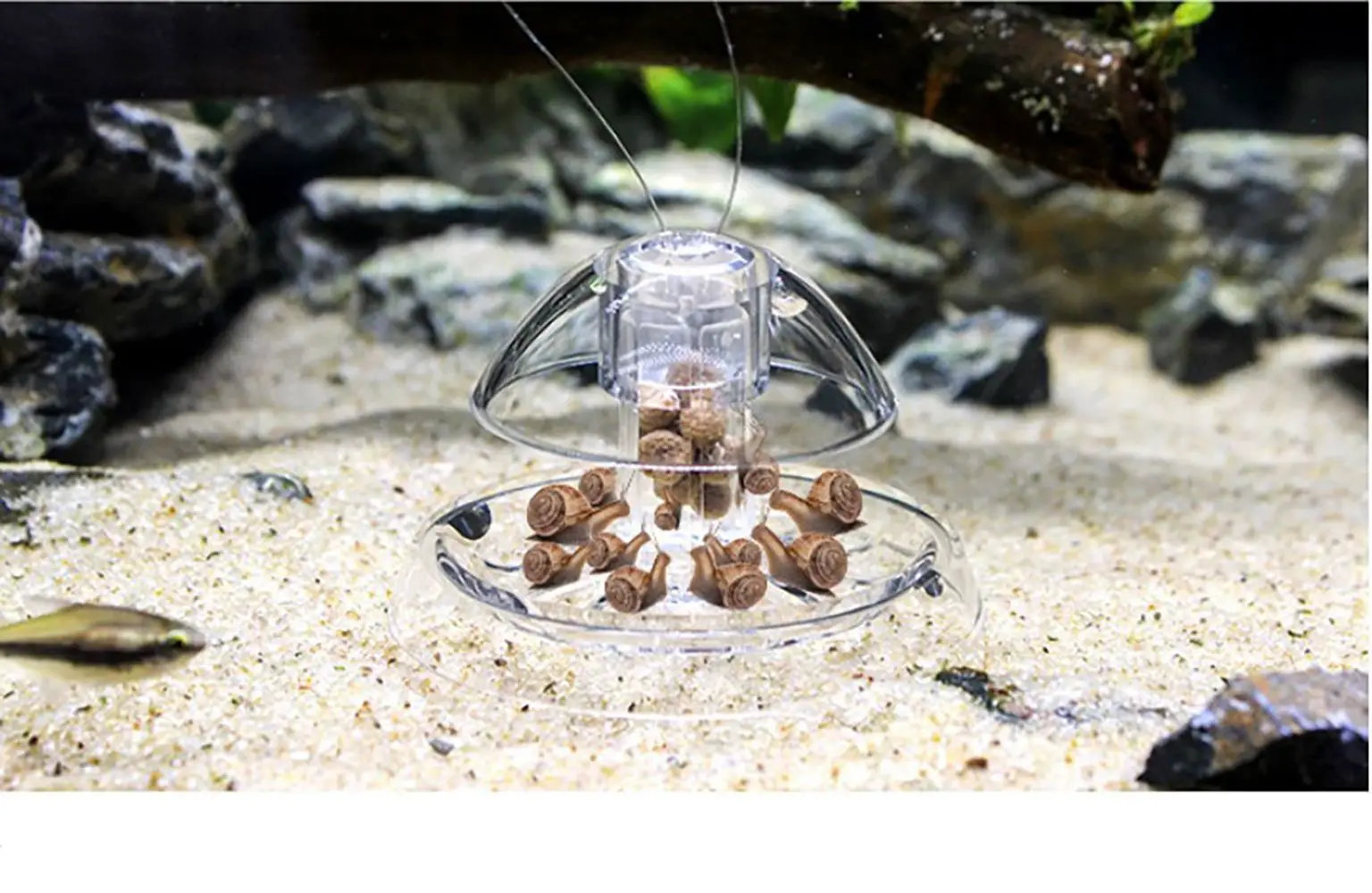 Aquarium Snail Trap Planarian Catcher Pest Catch Box Hydroponic Plants Cleaning Tool Fish Tank Accessories